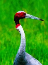Sarus Wound