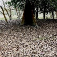 Forest Floor