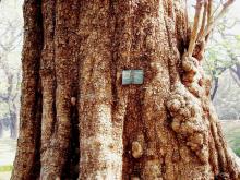 17-massive-trunk Massive Trunk