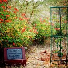 Sapling By Rinpoche