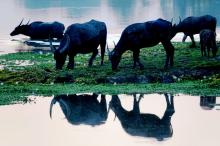 17-wild-buffalo Wild Buffalo