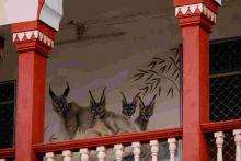 17_caracal Caracal