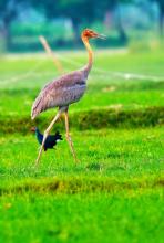 Young Sarus