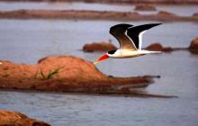 2-skimmer-on-wing Skimmer on wing