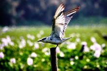 Whiskered Tern