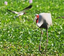 Sarus Bird Fight
