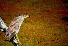 3-Female-Night-Heron Female Night Heron