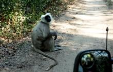 3-Langur-looks 3 Langur Looks