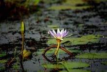 Pink Lilly