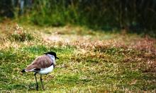 3-river-lapwing River Lapwing