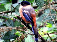 3-rufous-sibia_0 Rufous Sibia