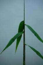 Droplets on a blade