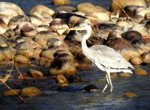 4-grey-heron_0 Grey Heron