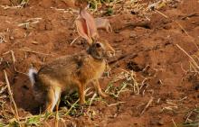 4-hare-bunny Hare Bunny