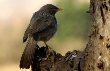 4-jungle-babbler Jungle Babbler