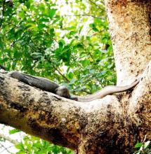 Monitor Lizard