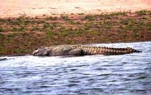 4-mugger-crocodile-small Mugger Crocodile small