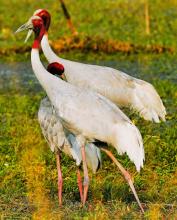 Sarus Family