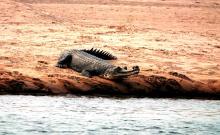 5-gharial-crocodile Gharial Crocodile