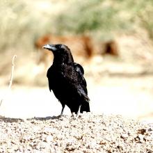 5-large-billed-crow Large Billed Crow