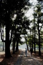 5-tall-trees Tall Trees