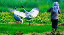 Sarus Farmer