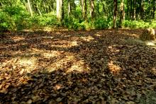 6-Leaf-Litter 6 Leaf Litter