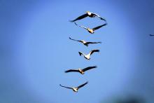 6-Pelicans-in-Flight Pelicans in Flight