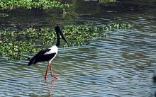 6-black-necked-stork Black Necked Stork