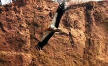 6-egyptian-vulture-small Egyptian Vulture small