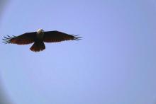 Marsh Harriar
