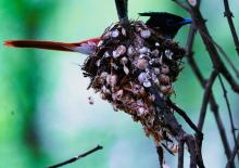 6-paradise-flycatcher Paradise Flycatcher