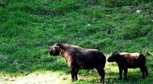 6-takin_0 Takin