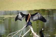 7-Darter Darter