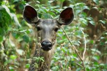 7-Sambar-Deer 7 Sambar Deer