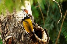 7-flame-back-woodpecker Flame Back Woodpecker