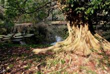 7-lake-tree Lake Tree