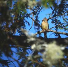 7-rufous-vented-yuhina_0 Rufous Vented Yuhina