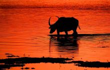 7-wild-buffallo Wild Buffallo