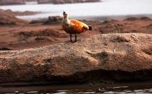 8-duck-on-sand-bund Duck on Sand bund