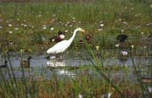 Egret