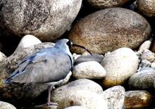 8-ibisbill_0 Inisbill