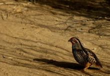 8-jungle-bush-quail Jungle Bush Quail