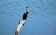8-snake-bird Snake Bird