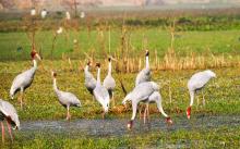 Sarus Conference