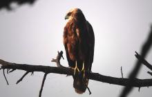 9-Marsh-Harrier Marsh Harrier