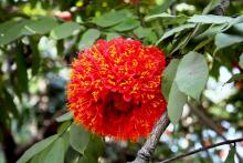 9-mountain-rose Mountain Rose