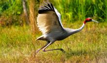 Sarus Run