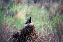 black-francolin Black francolin