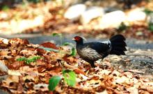 kalij-pheasant Kalij pheasant